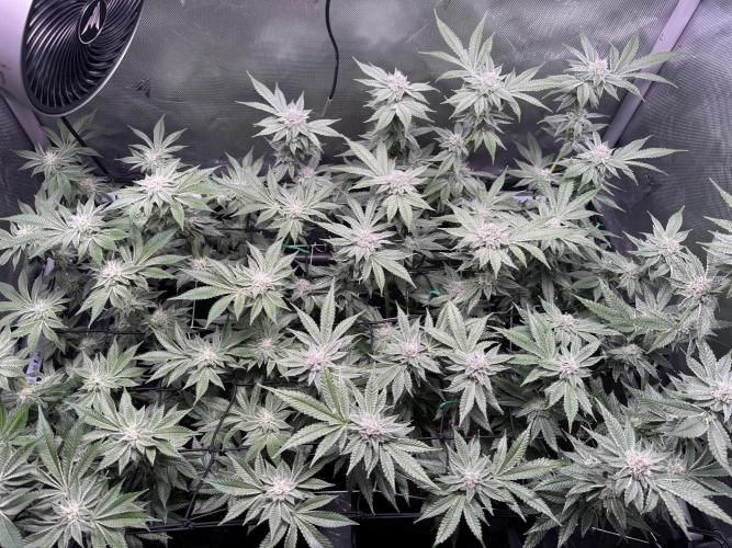 Baby Yoda & Ice Cream Cake. Week 12