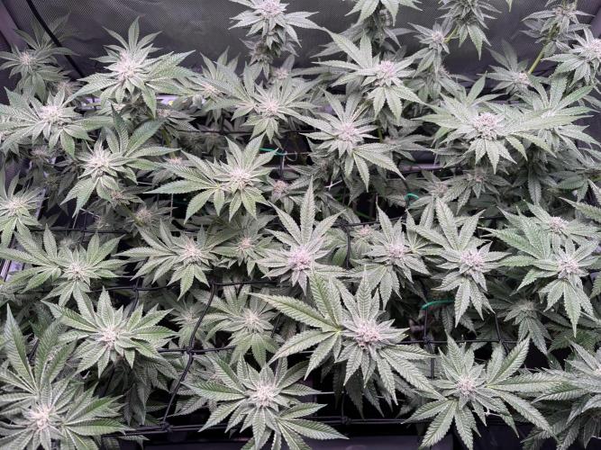 Baby Yoda & Ice Cream Cake. Week 12