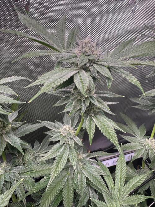 Baby Yoda & Ice Cream Cake. Week 12