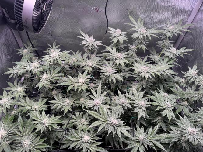 Baby Yoda & Ice Cream Cake. Week 12