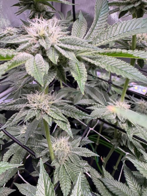 Baby Yoda & Ice Cream Cake. Week 12