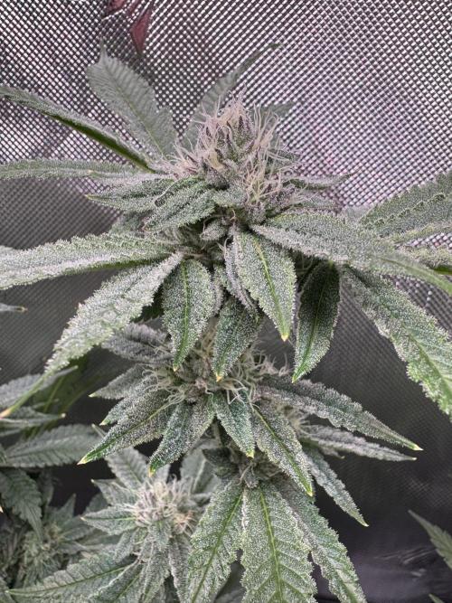 Baby Yoda & Ice Cream Cake. Week 12