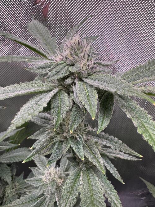 Baby Yoda & Ice Cream Cake. Week 12