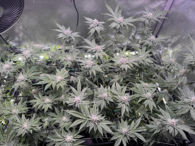 Baby Yoda & Ice Cream Cake. Week 12