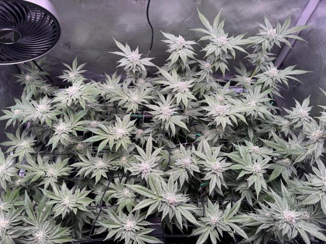 Baby Yoda & Ice Cream Cake. Week 12