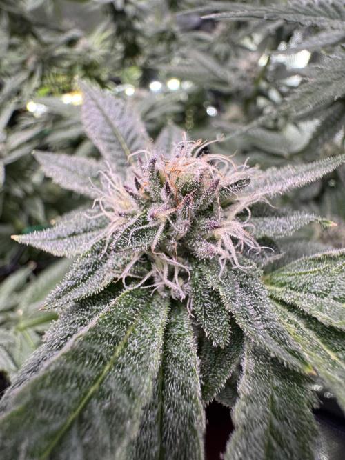 Baby Yoda & Ice Cream Cake. Week 12