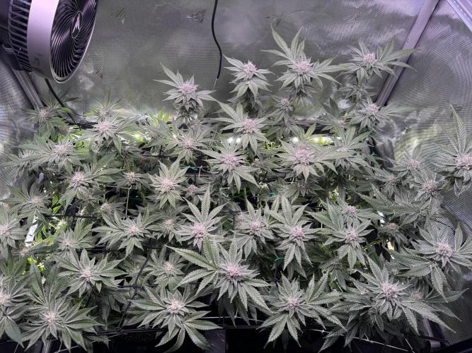 Baby Yoda & Ice Cream Cake. Week 12