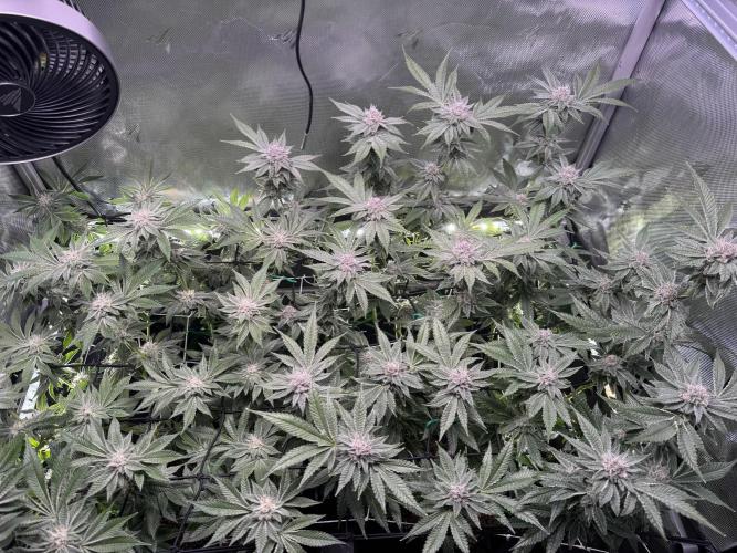 Baby Yoda & Ice Cream Cake. Week 12