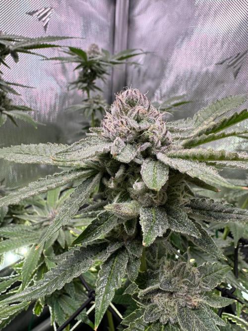 Baby Yoda & Ice Cream Cake. Week 12