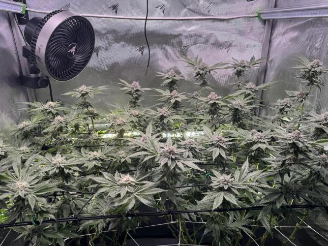 Baby Yoda & Ice Cream Cake. Week 12