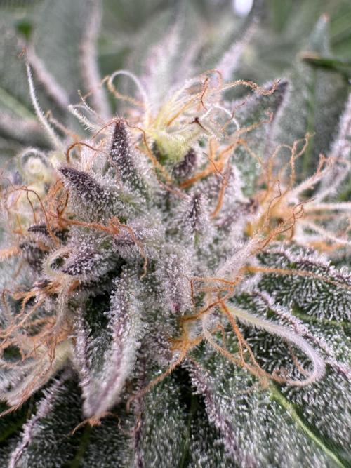 Baby Yoda & Ice Cream Cake. Week 13