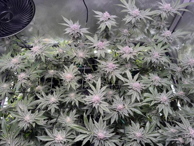 Baby Yoda & Ice Cream Cake. Week 13