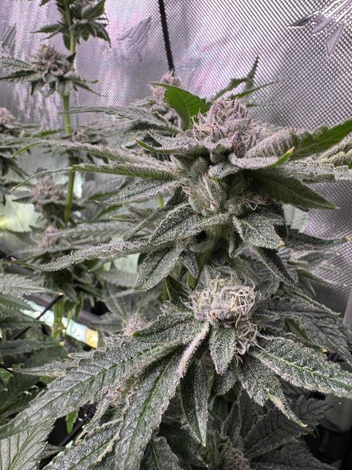 Baby Yoda & Ice Cream Cake. Week 13