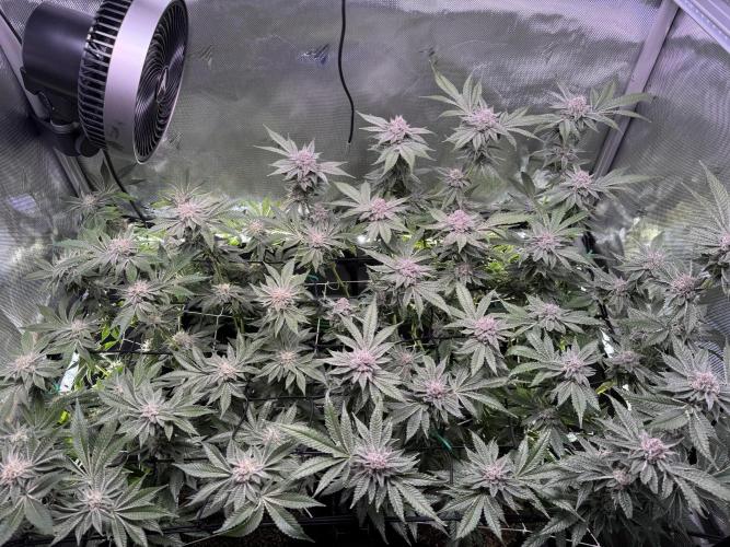 Baby Yoda & Ice Cream Cake. Week 13