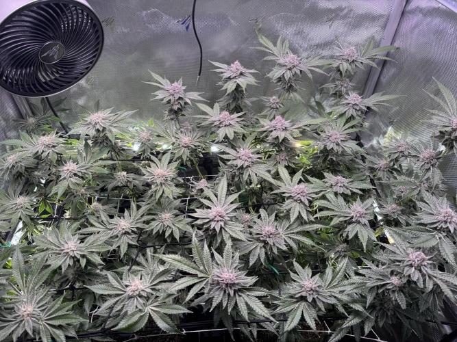 Baby Yoda & Ice Cream Cake. Week 13