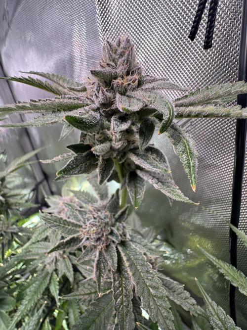 Baby Yoda & Ice Cream Cake. Week 13