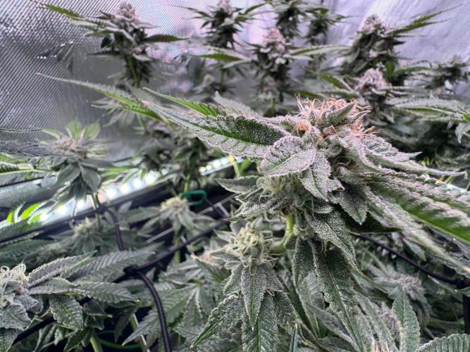 Baby Yoda & Ice Cream Cake. Week 13