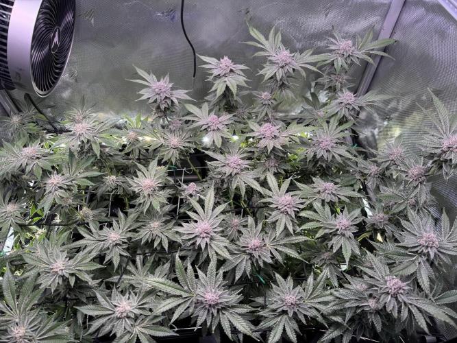 Baby Yoda & Ice Cream Cake. Week 13