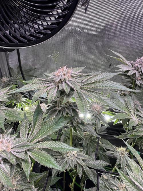 Baby Yoda & Ice Cream Cake. Week 13