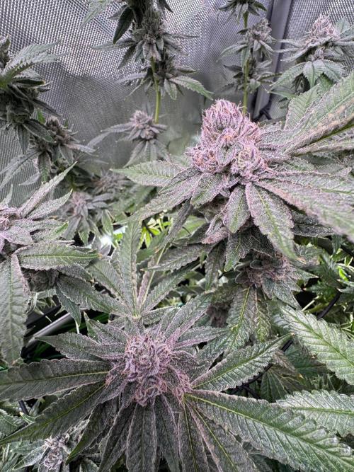 Baby Yoda & Ice Cream Cake. Week 13