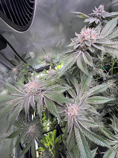 Baby Yoda & Ice Cream Cake. Week 13