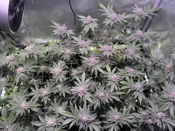 Baby Yoda & Ice Cream Cake. Week 13