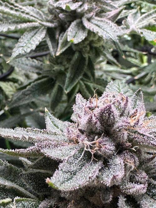 Baby Yoda & Ice Cream Cake. Week 13