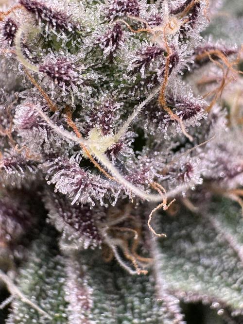 Baby Yoda & Ice Cream Cake. Week 13