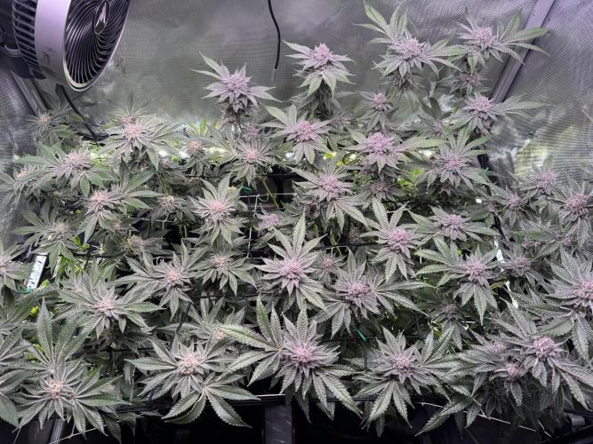 Baby Yoda & Ice Cream Cake. Week 13