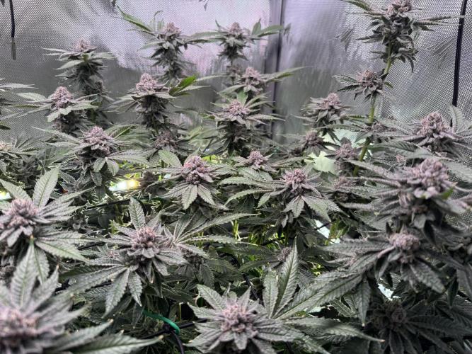 Baby Yoda & Ice Cream Cake. Week 13