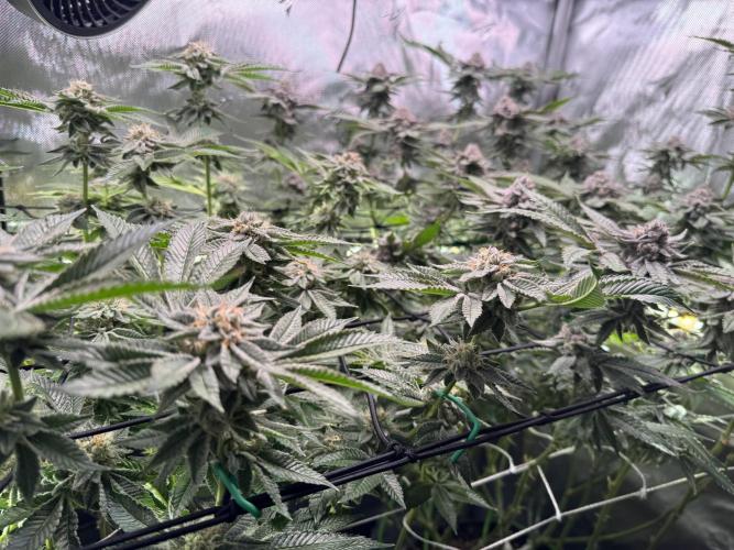 Baby Yoda & Ice Cream Cake. Week 13