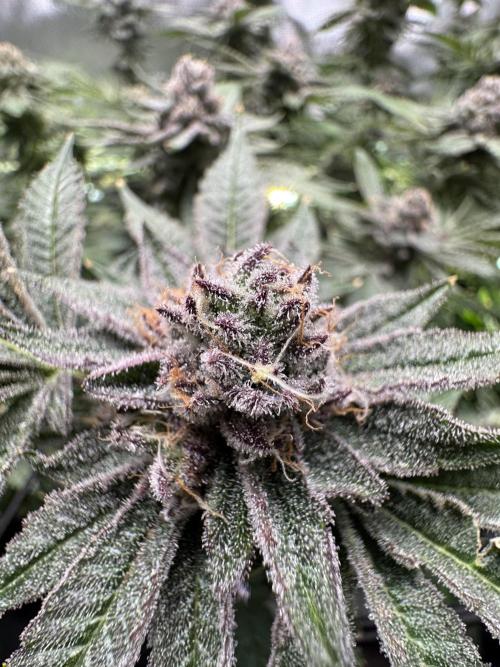 Baby Yoda & Ice Cream Cake. Week 13