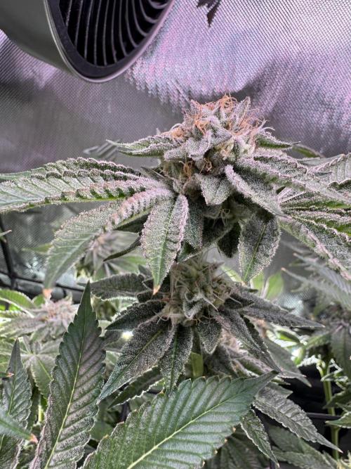 Baby Yoda & Ice Cream Cake. Week 13