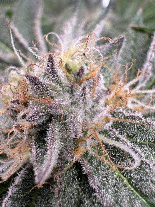 Baby Yoda & Ice Cream Cake. Week 13