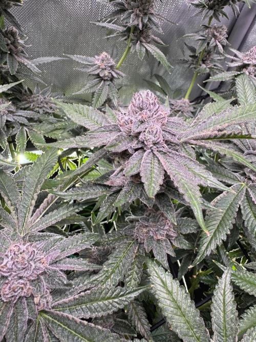 Baby Yoda & Ice Cream Cake. Week 13