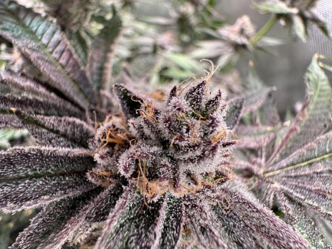 Baby Yoda & Ice Cream Cake. Week 14