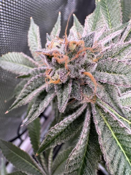 Baby Yoda & Ice Cream Cake. Week 14