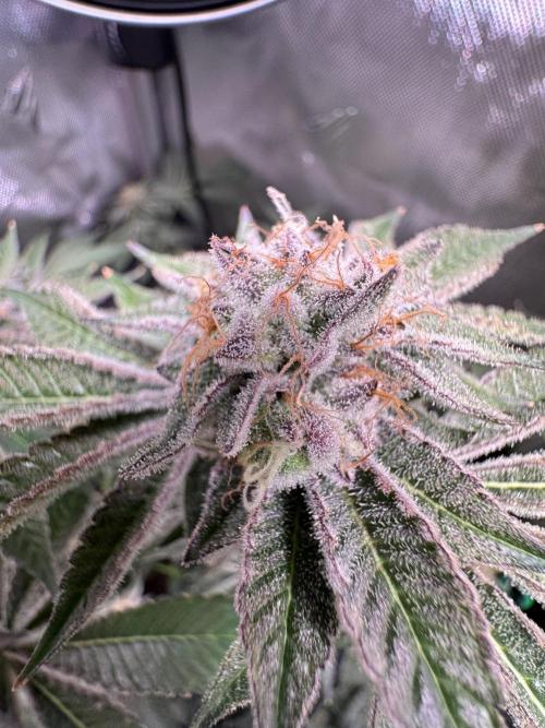 Baby Yoda & Ice Cream Cake. Week 14