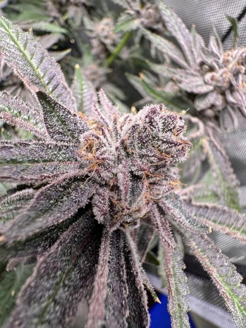 Baby Yoda & Ice Cream Cake. Week 14