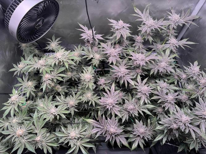 Baby Yoda & Ice Cream Cake. Week 14