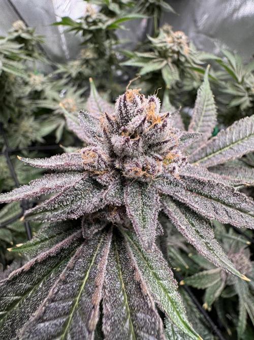 Baby Yoda & Ice Cream Cake. Week 14