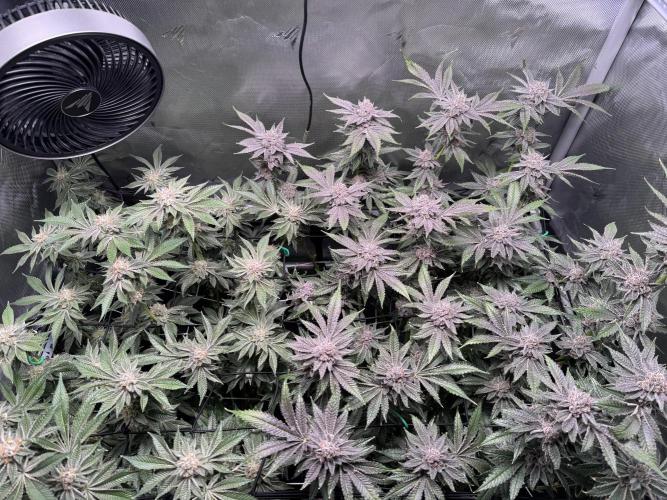 Baby Yoda & Ice Cream Cake. Week 14