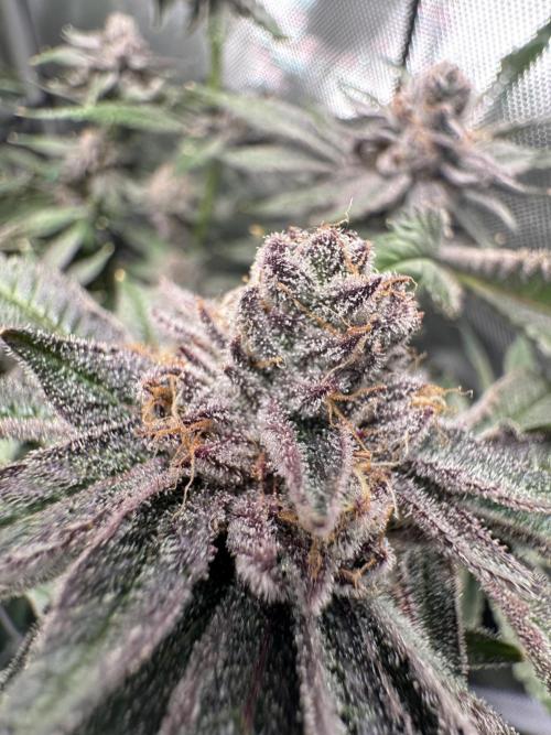 Baby Yoda & Ice Cream Cake. Week 14