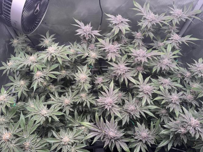 Baby Yoda & Ice Cream Cake. Week 14