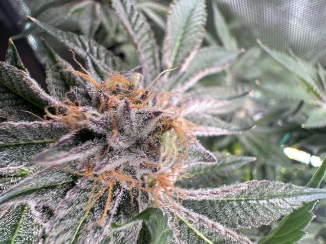 Baby Yoda & Ice Cream Cake. Week 14