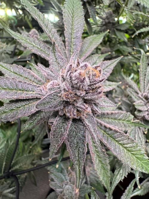 Baby Yoda & Ice Cream Cake. Week 14