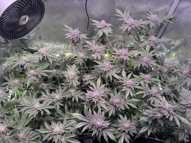 Baby Yoda & Ice Cream Cake. Week 14