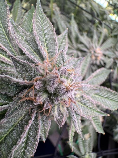 Baby Yoda & Ice Cream Cake. Week 14