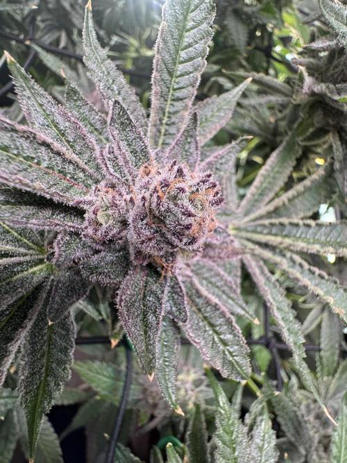 Baby Yoda & Ice Cream Cake. Week 14