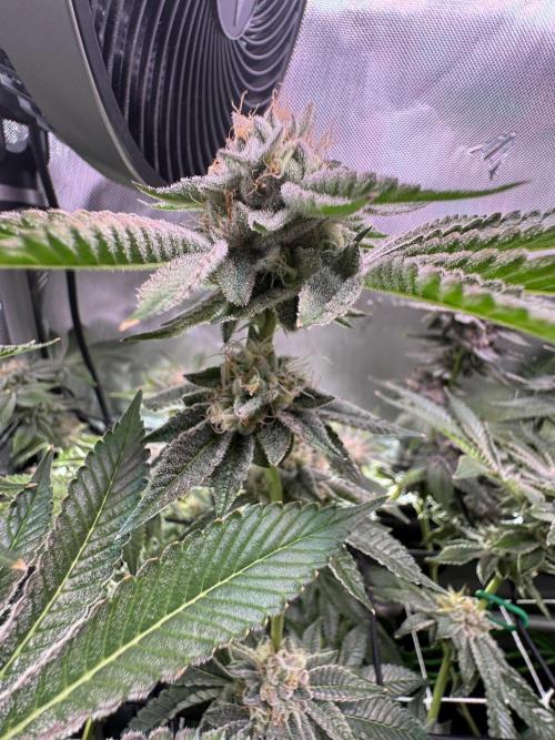 Baby Yoda & Ice Cream Cake. Week 14